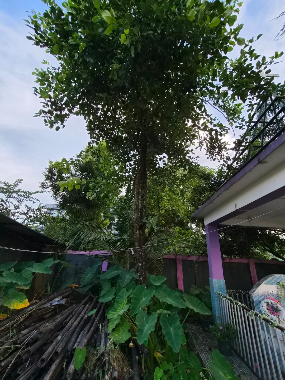 A mature tree growing in the plantation surroundings