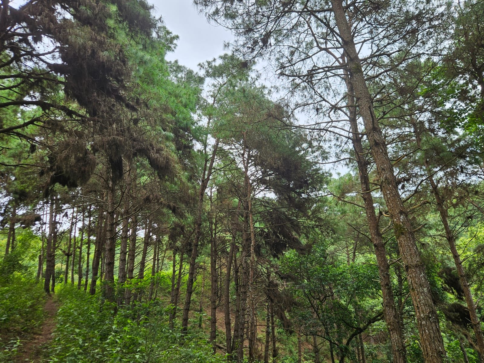 Wide view of pine plantation landscape