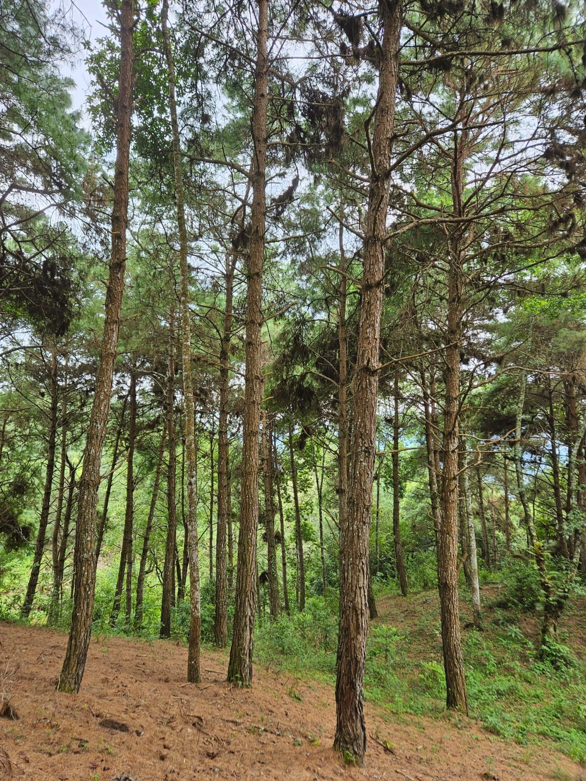 Tall pine trees growing in a plantation