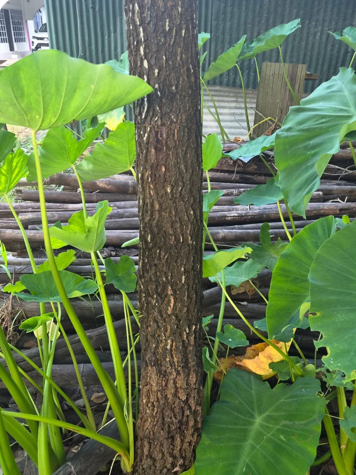 Additional plantation photograph 3