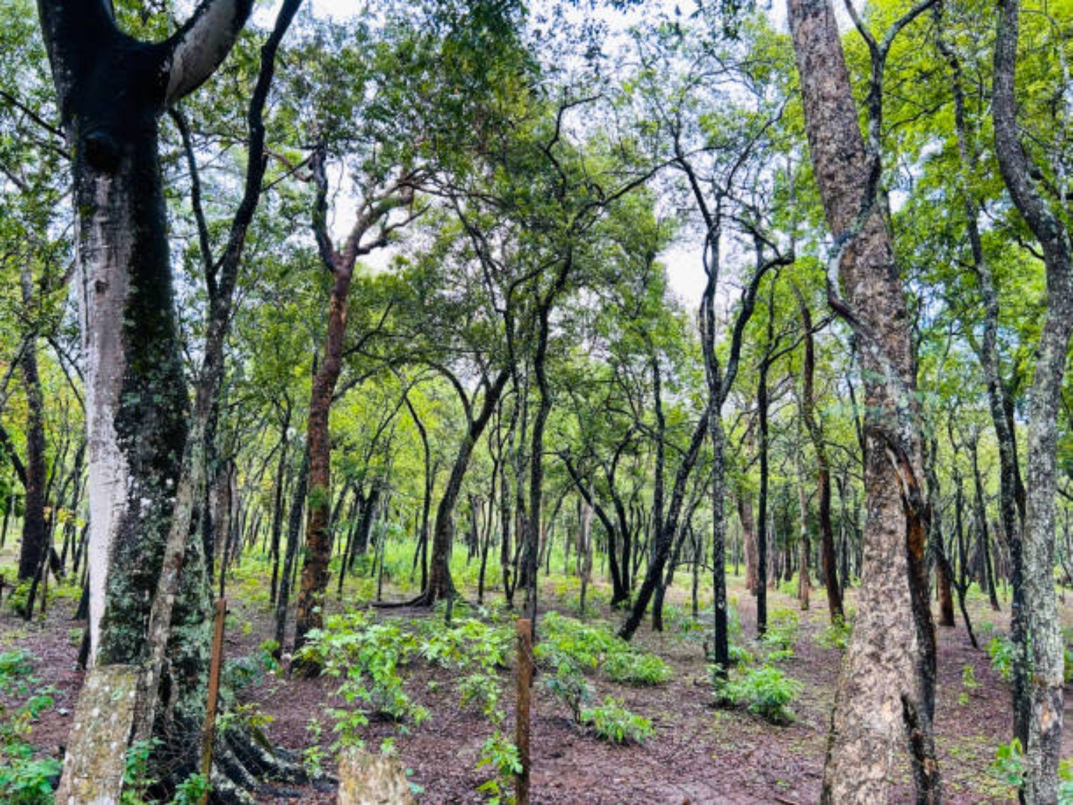 Additional plantation photograph 4