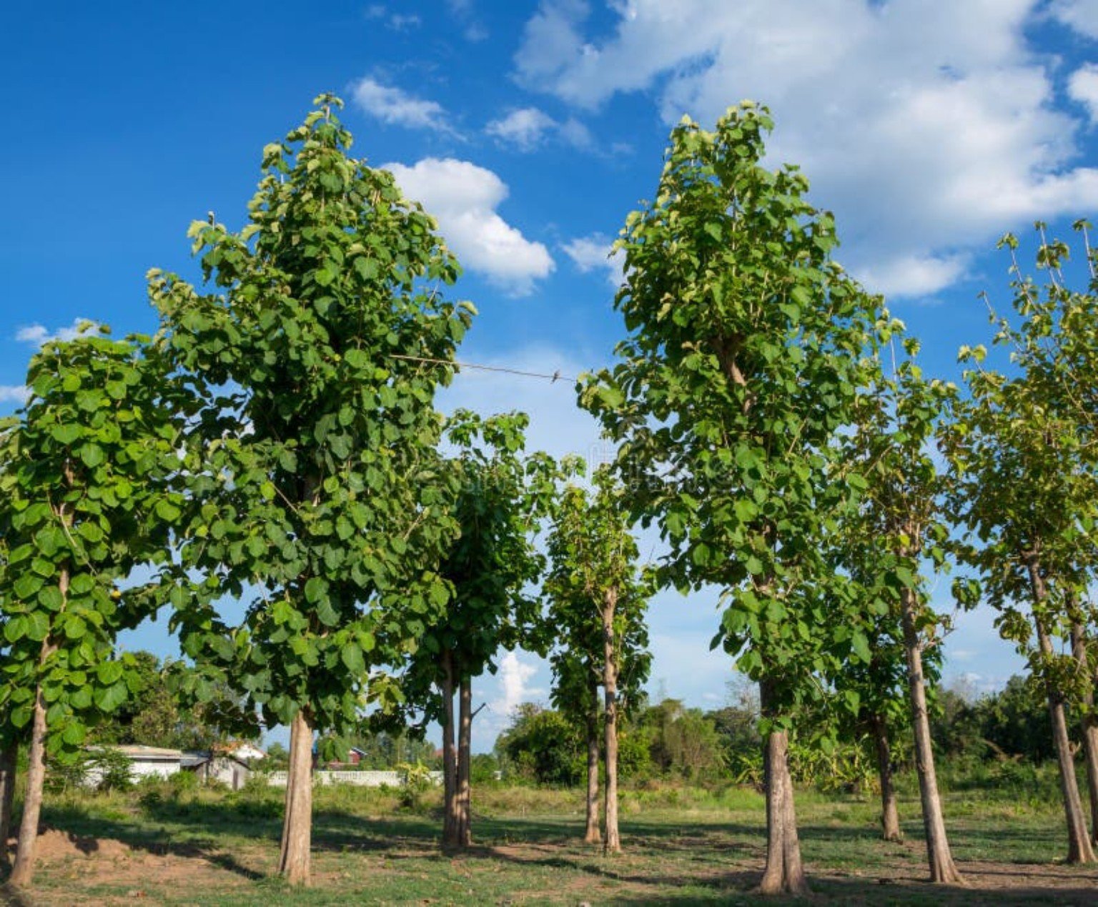 Additional plantation photograph 8