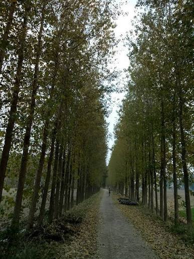 Poplar tree